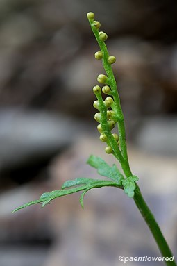 Sterile blade and sporophore
